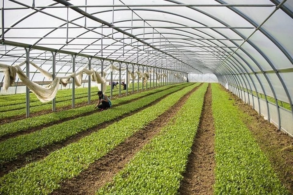 Retrospectiva Atragerii Fondurilor Europene In AgriculturÄƒ È™i Dezvoltare RegionalÄƒ Transilvania Business Sursa Ta De Informatii Economice
