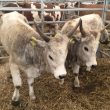 Utilaje agricole, produse tradiționale, oferte educaționale ale școlilor agricole, și expoziții de animale vor fi prezente la prima ediție a Festivalului Agrozootehnic.