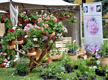 Universitatea de Științe Agricole și Medicină Veterinară (USAMV) a organizat Zilele Horticulturii Clujene (ZHC) și Festivalul Alimentului.