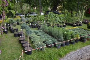 Universitatea de Științe Agricole și Medicină Veterinară (USAMV) a organizat Zilele Horticulturii Clujene (ZHC) și Festivalul Alimentului.