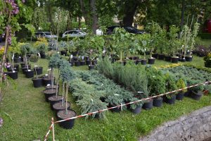 Universitatea de Științe Agricole și Medicină Veterinară (USAMV) a organizat Zilele Horticulturii Clujene (ZHC) și Festivalul Alimentului.