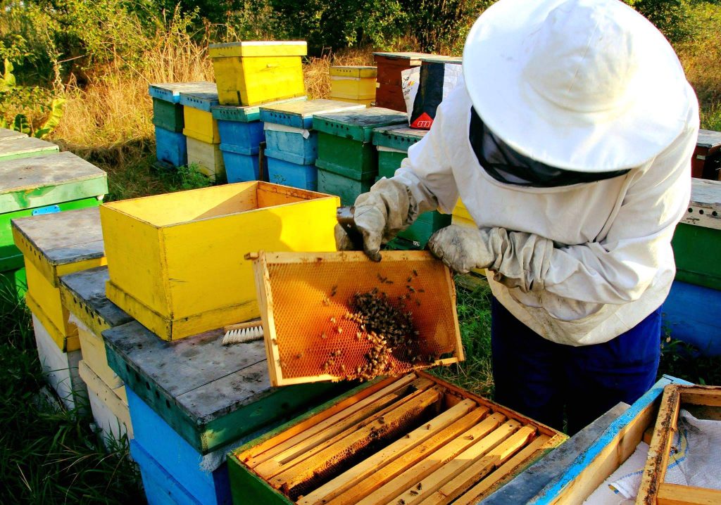 Agenția pentru Finanțarea Investițiilor Rurale a finanțat până acum 6.000 de apicultori prin Fondul European Agricol pentru Dezvoltare Rurală (FEADR).