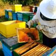 Agenția pentru Finanțarea Investițiilor Rurale a finanțat până acum 6.000 de apicultori prin Fondul European Agricol pentru Dezvoltare Rurală (FEADR).