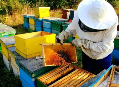 Agenția pentru Finanțarea Investițiilor Rurale a finanțat până acum 6.000 de apicultori prin Fondul European Agricol pentru Dezvoltare Rurală (FEADR).