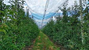 Branduri agricole ale Clujului precum cireșele de la Steluța, cașul de Năsal, roșiile de la Căpuș, brânzeturile de la Cojocna vor fac pasul următor spre calitate. 
