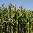 În sezonul 2021-2022, numărul clienților care mizează pe soluțiile propuse de compania internațională Corteva Agriscience a crescut semnificativ.