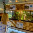 Boa constrictor, pitoni regali şi cameleoni cu un colorit de excepție, într-o expoziţie exotică de reptile, la Iulius Mall Cluj