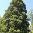 Consiliul Județean Cluj a emis autorizația de construire în vederea executării lucrărilor de asfaltare a drumului de acces spre obiectivul turistic arborele de Sequoia.