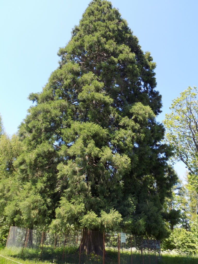 Consiliul Județean Cluj a emis autorizația de construire în vederea executării lucrărilor de asfaltare a drumului de acces spre obiectivul turistic arborele de Sequoia.