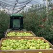 Proprietarii Fermei Steluța au anunțat că acest certificat atestă că producția este realizată responsabil cu respect față de natură și consumatori, fără erbicide și pesticide.