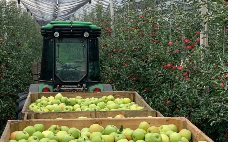 Proprietarii Fermei Steluța au anunțat că acest certificat atestă că producția este realizată responsabil cu respect față de natură și consumatori, fără erbicide și pesticide.