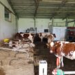 O investiție în sectorul agricol realizată de societatea Antoduti Com (din județul Bistrița-Năsăud) a obținut fonduri europene de 414.179 de euro, prin intermediul submăsurii investiții în exploatații agricole din FEADR.