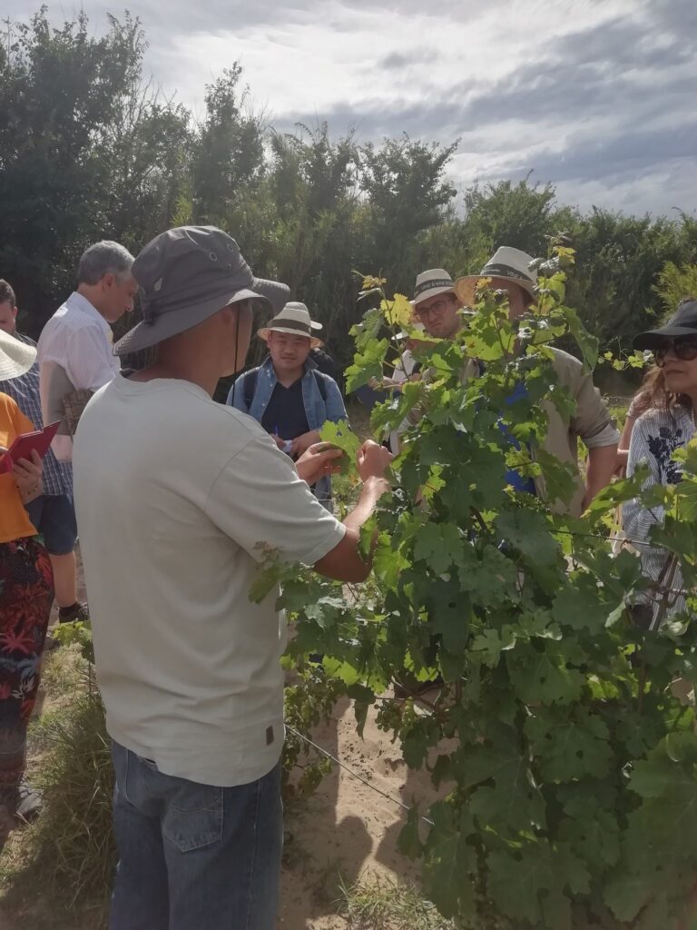 Prezență clujeană, în acest an, la un eveniment tradițional al International Organisation of Vine and Wine (IOVW).