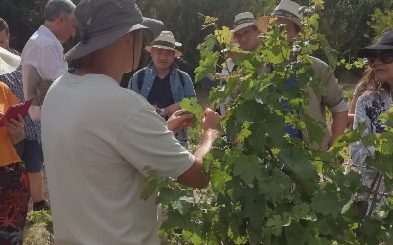 Prezență clujeană, în acest an, la un eveniment tradițional al International Organisation of Vine and Wine (IOVW).