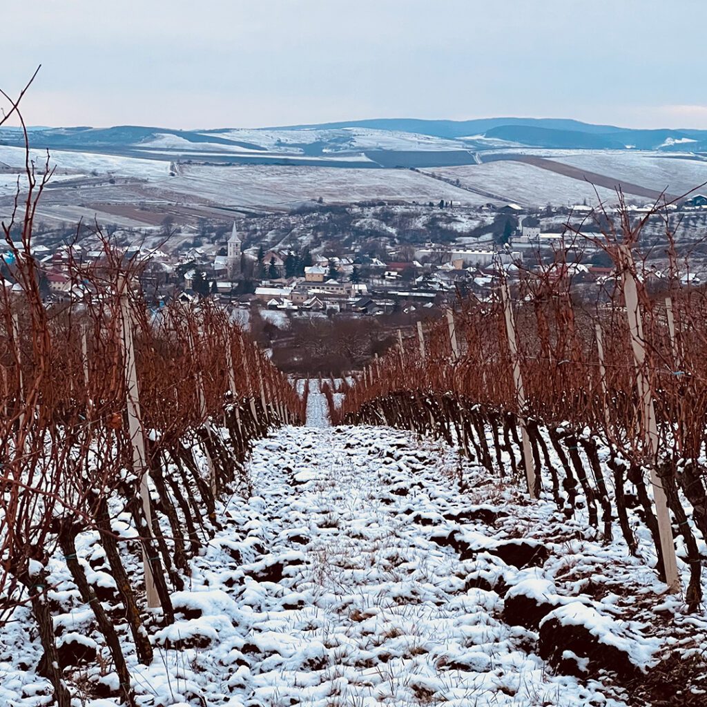 În primele 11 luni din an, AWC a vândut 383.000 de sticle de vin, cifră apropiată de vânzările din 2021, când afacerile au atins 1,7 milioane de euro.