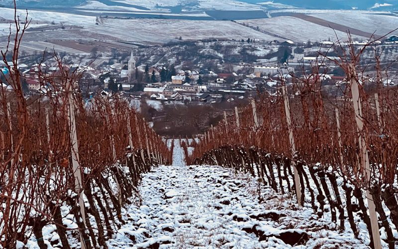 În primele 11 luni din an, AWC a vândut 383.000 de sticle de vin, cifră apropiată de vânzările din 2021, când afacerile au atins 1,7 milioane de euro.