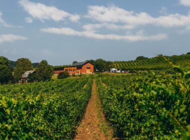 Pe măsură ce industria vinului din România continuă să crească, cramele se confruntă cu noi provocări. Corteva Agriscience a dat startul proiectului „Crame românești”.
