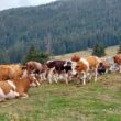 Agenția de Plăți și Intervenție pentru Agricultură (APIA) informează beneficiarii care și-au asumat angajamente pentru Intervenția DR 06 – „Bunăstarea animalelor".