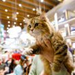 WCF International Cat Show, competiție dedicată felinelor, va avea loc la Iulius Mall Cluj. 130 de exemplare din 20 de rase vor putea fi admirate, timp de două zile, la competiția internațională. 