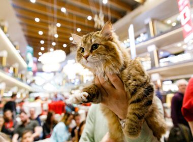 WCF International Cat Show, competiție dedicată felinelor, va avea loc la Iulius Mall Cluj. 130 de exemplare din 20 de rase vor putea fi admirate, timp de două zile, la competiția internațională. 