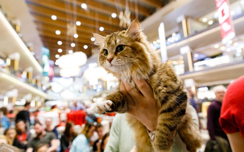 WCF International Cat Show, competiție dedicată felinelor, va avea loc la Iulius Mall Cluj. 130 de exemplare din 20 de rase vor putea fi admirate, timp de două zile, la competiția internațională. 