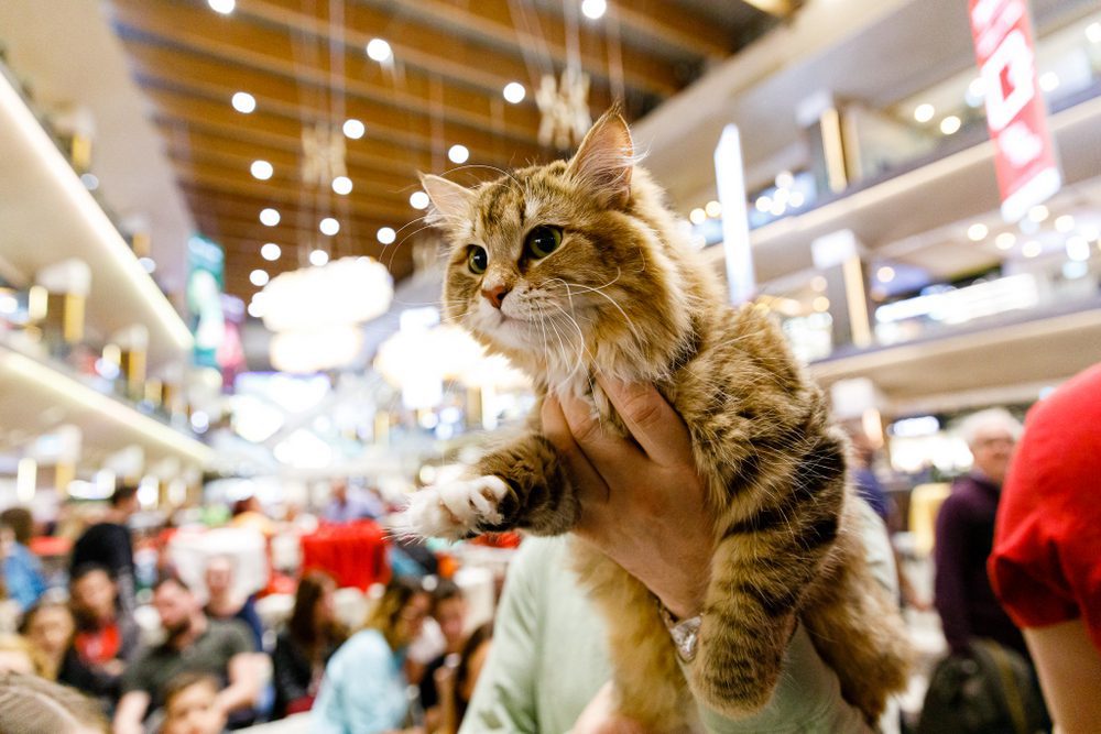 WCF International Cat Show, competiție dedicată felinelor, va avea loc la Iulius Mall Cluj. 130 de exemplare din 20 de rase vor putea fi admirate, timp de două zile, la competiția internațională. 