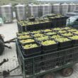 Crama Fort Silvan a participat la cea de-a doua ediție a Concursului de Vinuri din Transilvania și Partium, unde vinurile acesteia au obținut rezultate bune. 