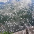 În urma unei sesizări din 9 august vizând peşti morţi care plutesc pe suprafața apei Lacului Gheorgheni 1 din Cluj-Napoca, reprezentanţii Sistemului de Gospodărire a Apelor Cluj din cadrul ABAST au investigat în teren fenomenul.