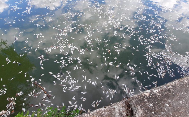În urma unei sesizări din 9 august vizând peşti morţi care plutesc pe suprafața apei Lacului Gheorgheni 1 din Cluj-Napoca, reprezentanţii Sistemului de Gospodărire a Apelor Cluj din cadrul ABAST au investigat în teren fenomenul.