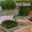 Rezultatul: un turn de microplante amplasat în bucătărie care să furnizeze o “bombă” de vitamine, minerale și antioxidanți.