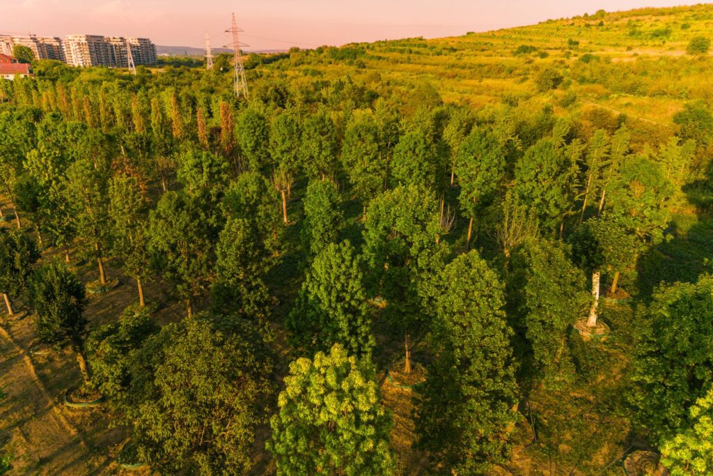 O „pădure" cu 600 arbori și 100.000 de plante decorative este planul Iulius pentru grădina ce va fi creată prin proiectul de reconversie urbană propus în zona Carbochim din Cluj-Napoca.