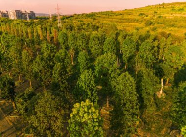 O „pădure" cu 600 arbori și 100.000 de plante decorative este planul Iulius pentru grădina ce va fi creată prin proiectul de reconversie urbană propus în zona Carbochim din Cluj-Napoca.