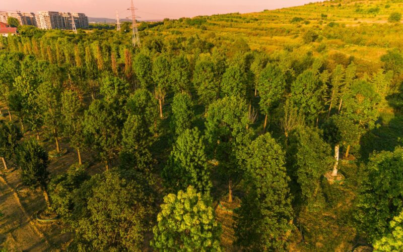 O „pădure" cu 600 arbori și 100.000 de plante decorative este planul Iulius pentru grădina ce va fi creată prin proiectul de reconversie urbană propus în zona Carbochim din Cluj-Napoca.