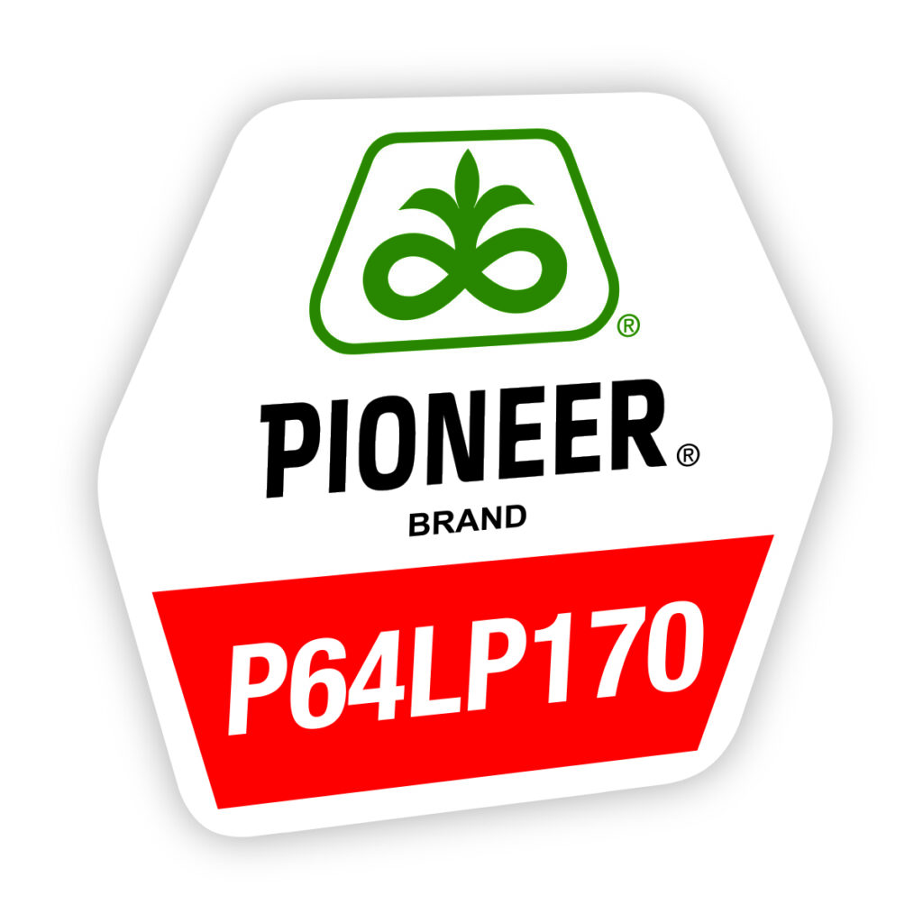 Anul acesta, hibridul P64LP170 deține două titluri foarte importante: cea mai mare producție realizată în testări – 5.244 kg/ha în localitatea Ulmu, din județul Brăila, unde a depășit cu peste 5% următorul hibrid testat; cea mai mare producție medie obținută în cele patru locații – 3.113 kg/ha, cu 4% mai mult decât următorul hibrid clasat.