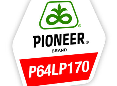Anul acesta, hibridul P64LP170 deține două titluri foarte importante: cea mai mare producție realizată în testări – 5.244 kg/ha în localitatea Ulmu, din județul Brăila, unde a depășit cu peste 5% următorul hibrid testat; cea mai mare producție medie obținută în cele patru locații – 3.113 kg/ha, cu 4% mai mult decât următorul hibrid clasat.