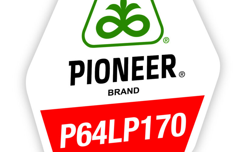 Anul acesta, hibridul P64LP170 deține două titluri foarte importante: cea mai mare producție realizată în testări – 5.244 kg/ha în localitatea Ulmu, din județul Brăila, unde a depășit cu peste 5% următorul hibrid testat; cea mai mare producție medie obținută în cele patru locații – 3.113 kg/ha, cu 4% mai mult decât următorul hibrid clasat.