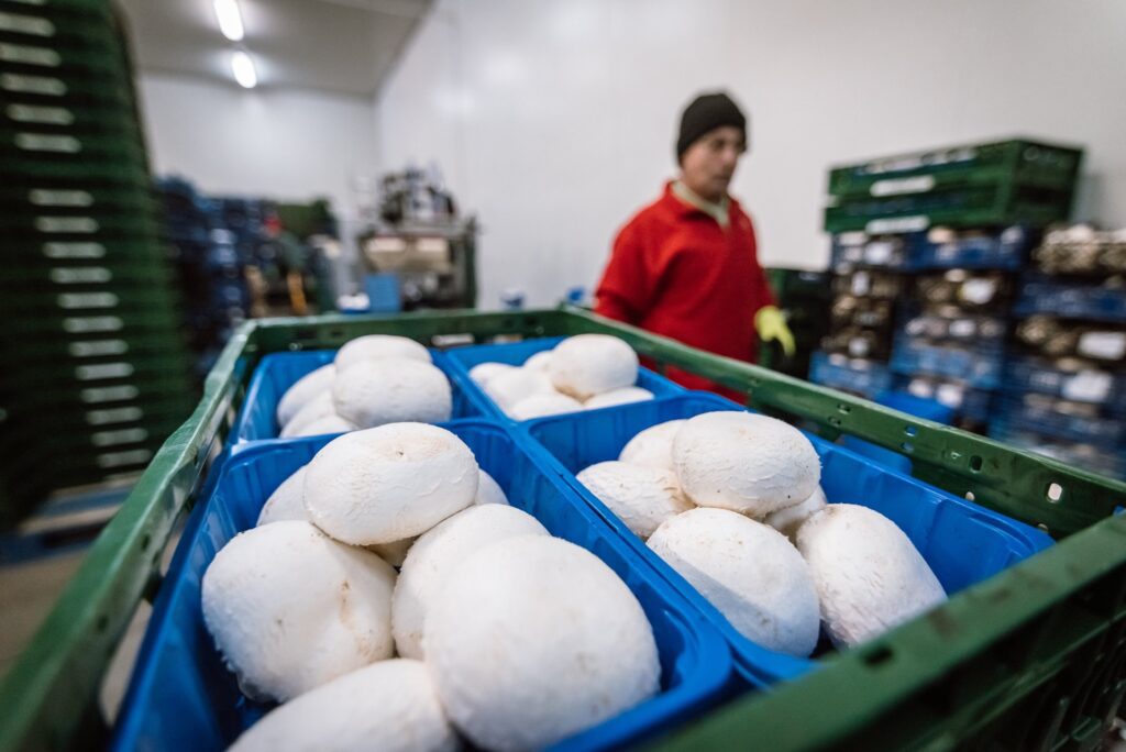 Boglar Champ și-a mărit suprafața de producție ca să poată crește producția în funcție de comenzi, dar a achiziționat și firma ungară, un pas important în asigurarea de materia primă necesară