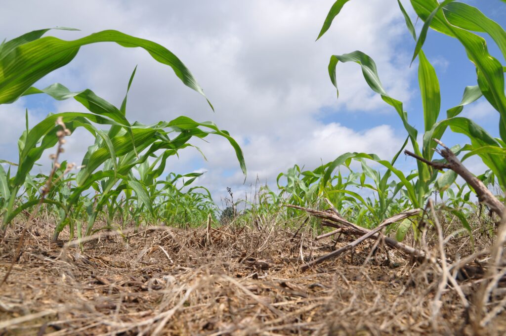 Relația esențială dintre sănătatea solului și productivitatea agricolă se referă la rolul central jucat de microorganism benefice în biodiversitate solului și stocarea carbonului.