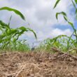 Relația esențială dintre sănătatea solului și productivitatea agricolă se referă la rolul central jucat de microorganism benefice în biodiversitate solului și stocarea carbonului.