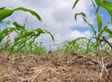 Relația esențială dintre sănătatea solului și productivitatea agricolă se referă la rolul central jucat de microorganism benefice în biodiversitate solului și stocarea carbonului.