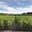 Pe măsură ce 2023 se apropie de sfârșit, UE se apropie de decizii importante care vor determina viitorul sectorului său de semințe și ameliorare a plantelor și vor avea un impact semnificativ asupra întregului lanț agroalimentar european.