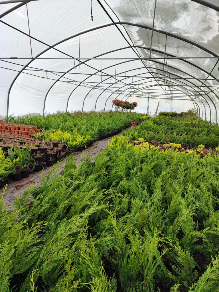 Cristian și Cristina Iepure dețin 2 ha de teren pe care cultivă plante perene, printre care o specie de chiparos veșnic verde folosit pentru amenajarea gardurilor vii,