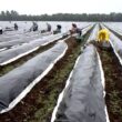 Inspectoratul Teritorial de Muncă (ITM) Cluj a efectuat, în lunile octombrie – decembrie controale în mai două sectoare: plasarea forței de muncă în străinătate și centre rezidențiale de servicii sociale.