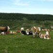 ”Cel mai priceput fermier în domeniul pășunatului” este o competiție națională cu premii lansată de Universitatea de Științe Agricole (USAMV) Cluj-Napoca în cadrul proiectului Grazing4Agroecology (G4AE), finanțat din fonduri UE. 