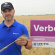 Verben este un fungicid unic si puternic, special creat și lansat de Corteva Agriscience pentru a asigura protecția cerealelor încă de la primul tratament din primăvară. 