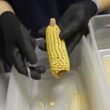 Corteva Agriscience a lansat seria de video „Drumul Seminței”, care descrie întregul proces de producție al acesteia, de la semănatul formelor parentale în câmp până la ambalarea și livrarea semințelor către clienți.