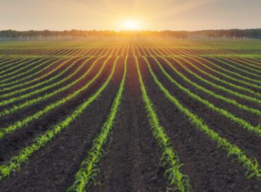 Fermierii au nevoie să își maximizeze productivitatea culturilor, dar și să protejeze mediul de potențiali factori de stres, iar integrarea celor mai noi instrumente în practicile agricole îi poate ajuta să îndeplinească această sarcină. 