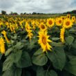 După o iarnă marcată de precipitații sub nivelul normal și condiții de ger în diferite zone ale țării, fermierii din România se confruntă cu provocările noului sezon de primăvară.