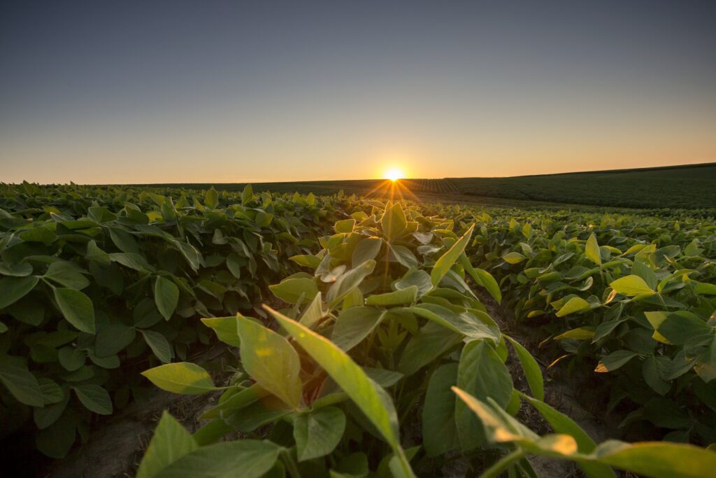 Compania agricolă a anunțat lansarea Corteva Catalyst, o nouă platformă de investiții și parteneriate concentrată pe accesarea și aducerea pe piață a inovațiilor agricole care avansează prioritățile de cercetare și dezvoltare ale companiei și aduce plusvaloare.