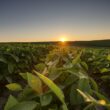 Compania agricolă a anunțat lansarea Corteva Catalyst, o nouă platformă de investiții și parteneriate concentrată pe accesarea și aducerea pe piață a inovațiilor agricole care avansează prioritățile de cercetare și dezvoltare ale companiei și aduce plusvaloare.